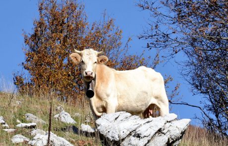 COW IN THE POLLINO NATIONAL PARK